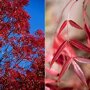 Smalbladige es (Fraxinus angustifolia ‘Raywood') herfstkleur